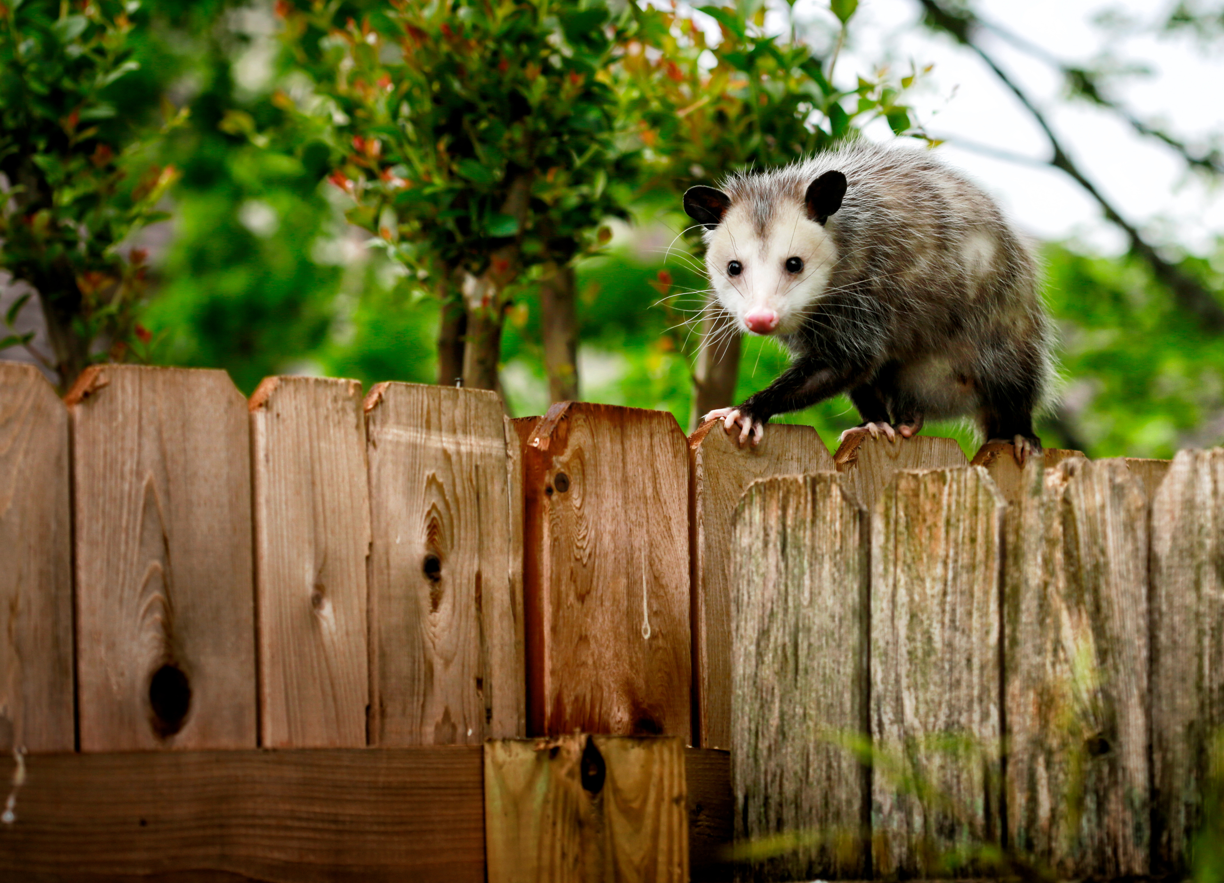 Opossum walking on backyard fence