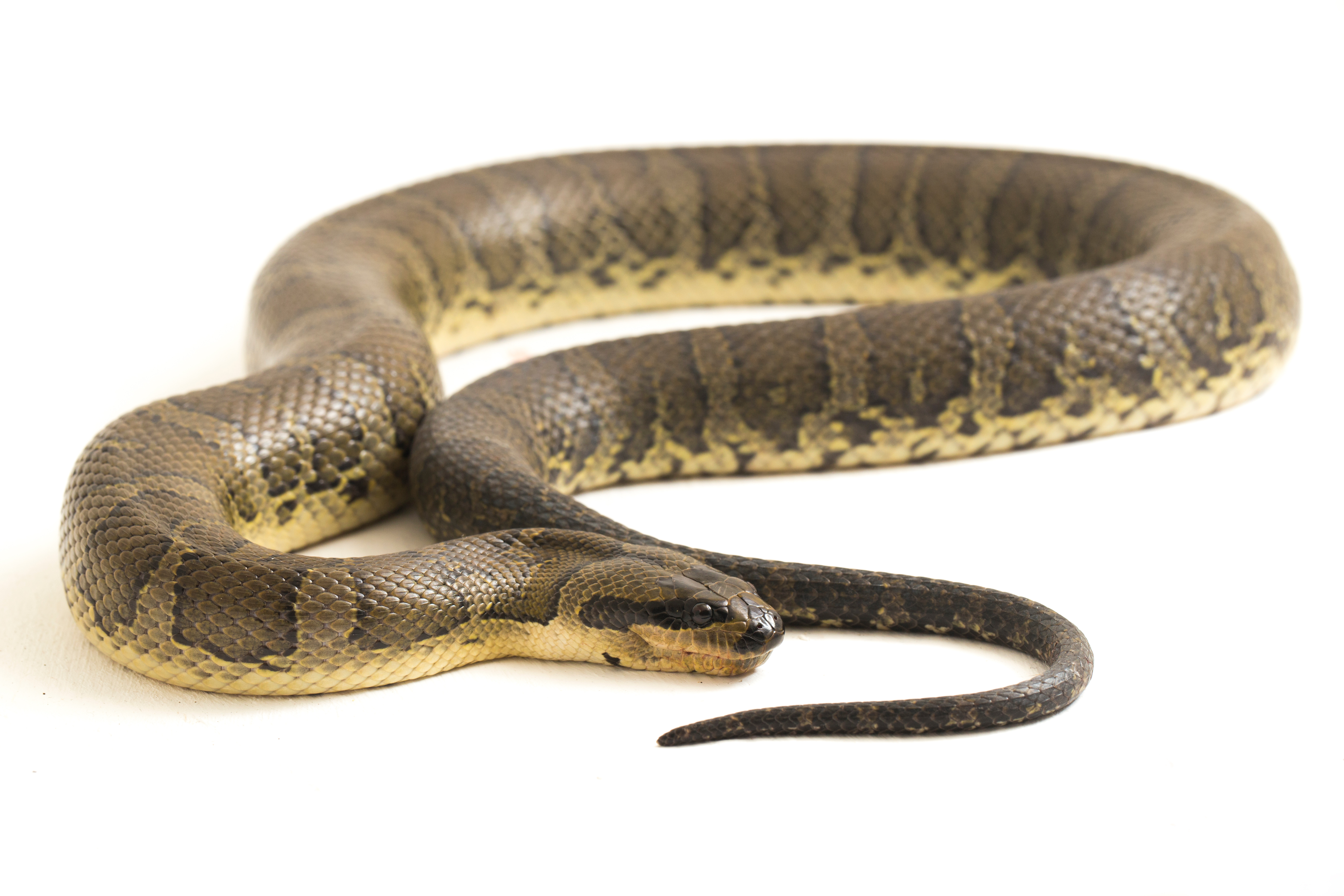 water snake in white background