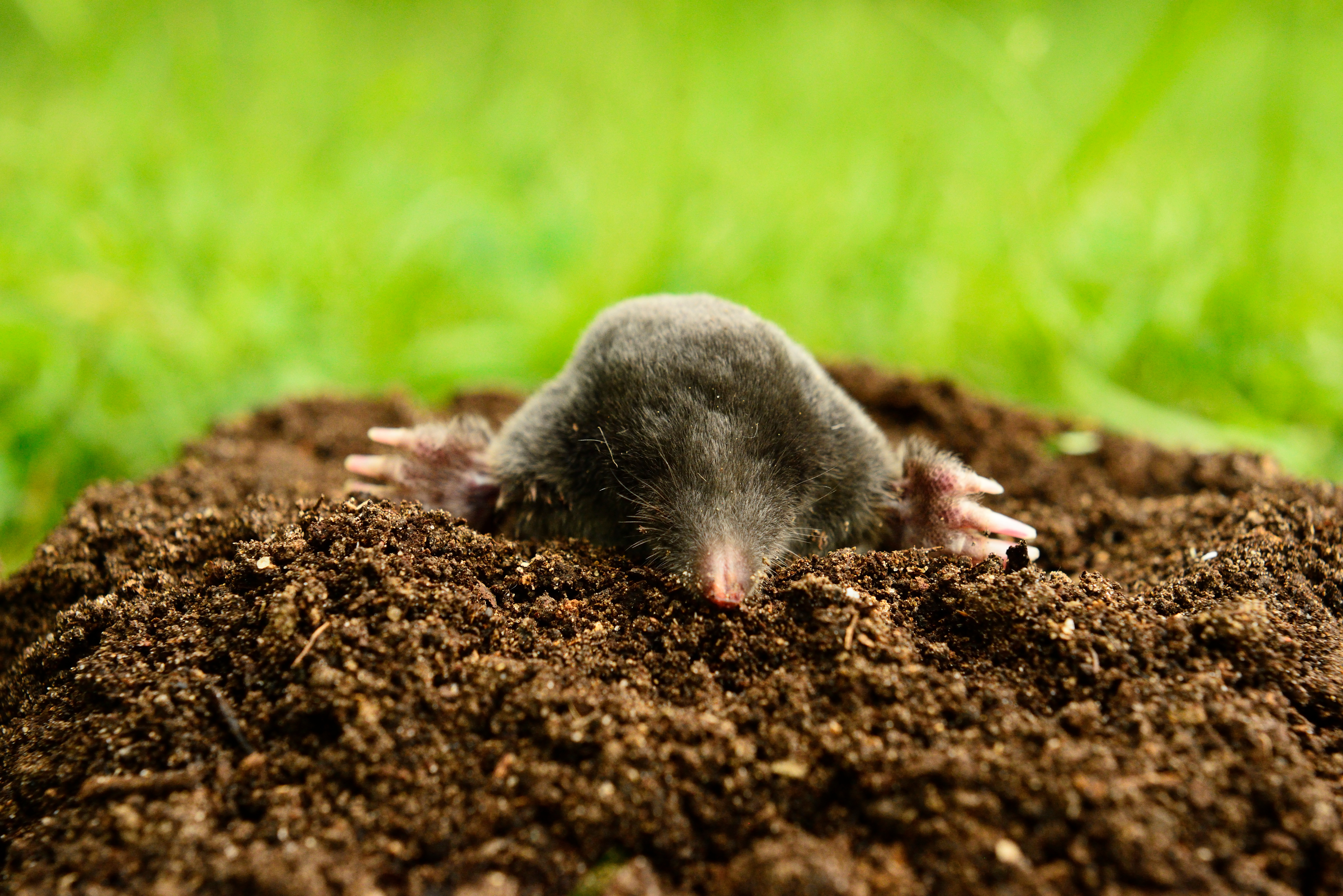 a mole in garden