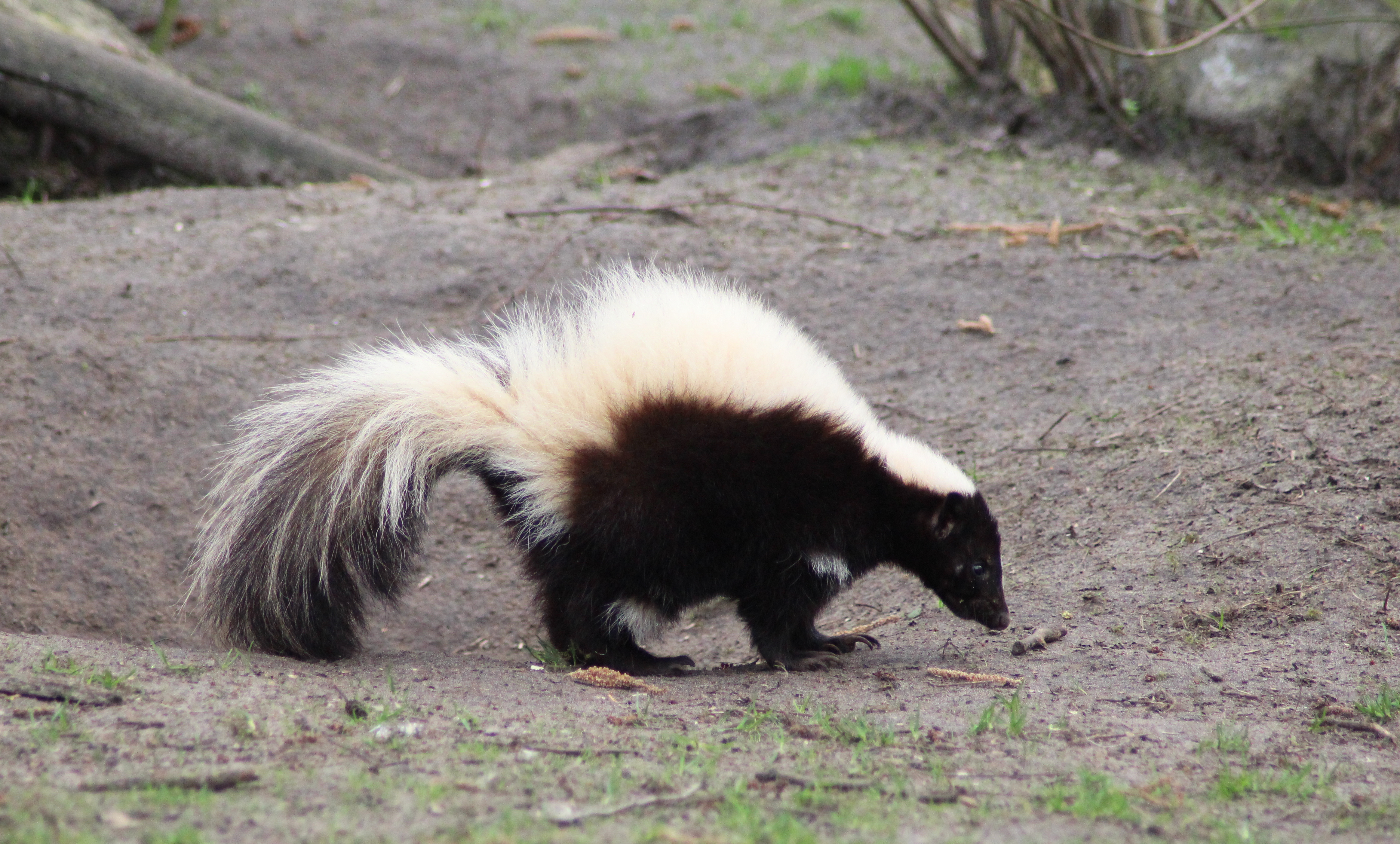 a skunk on the yard