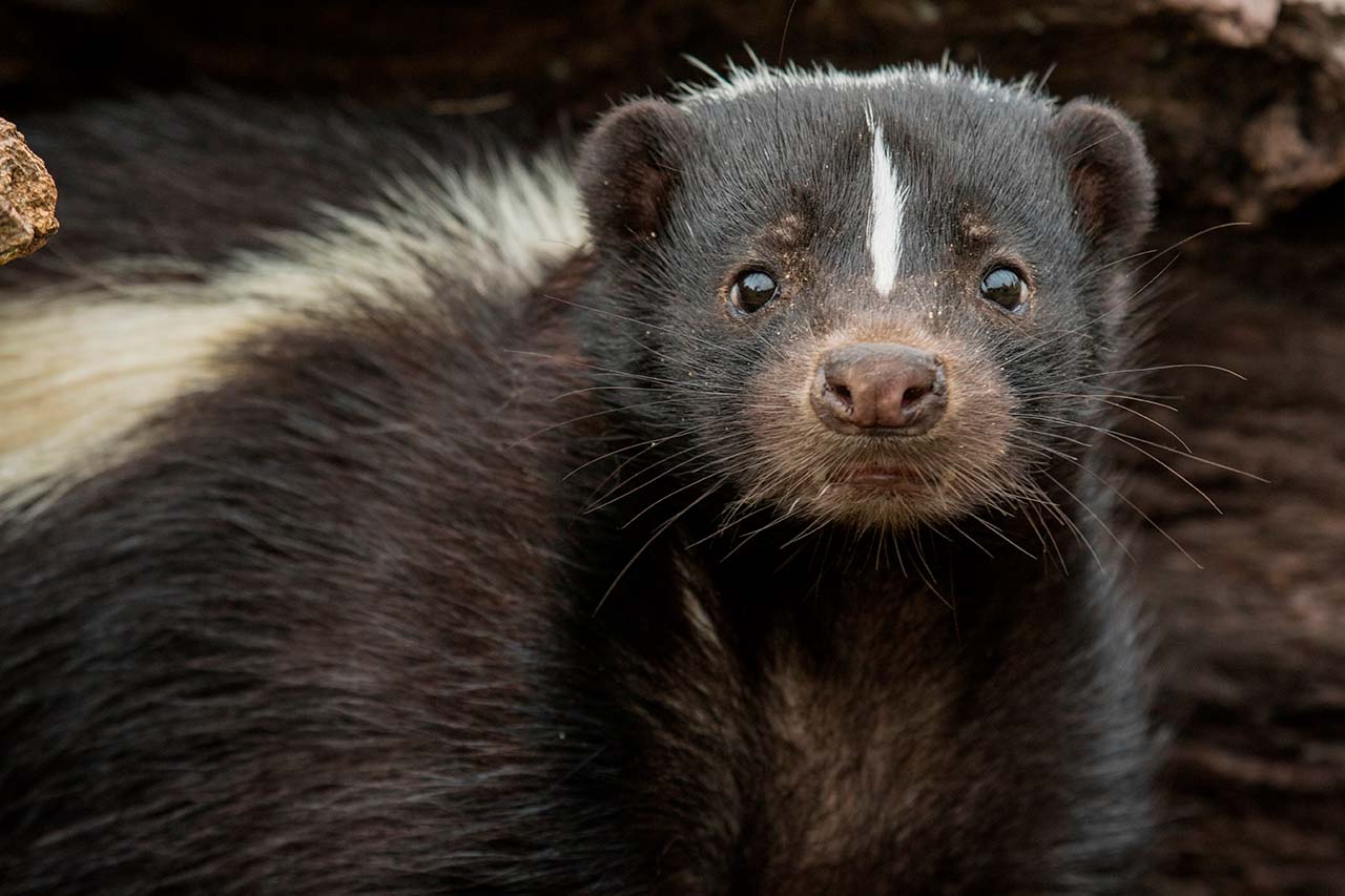 What To Do About Skunks Around Your Bronx Property