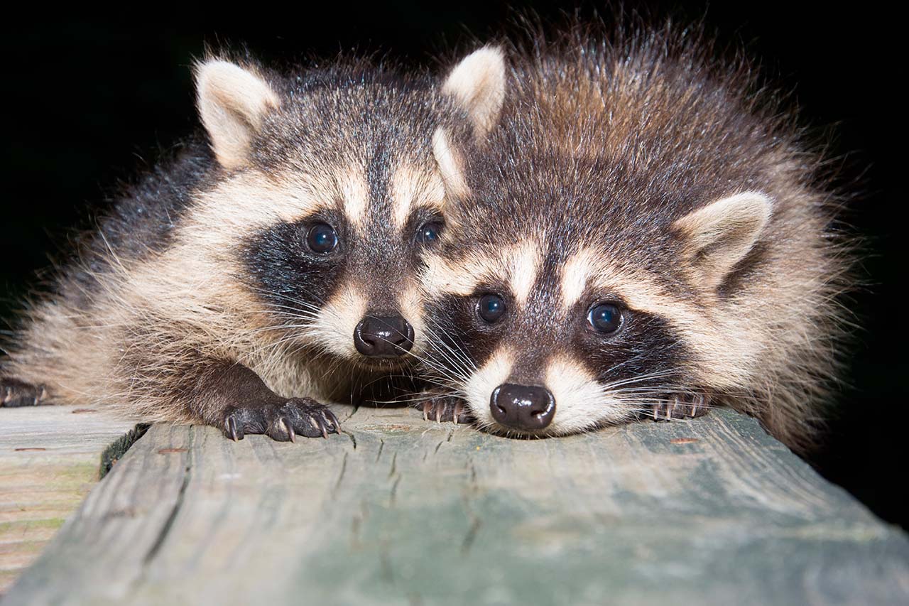 baby raccoons on wooden surface