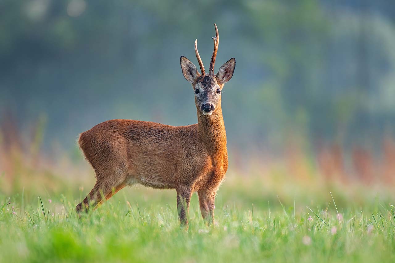 a deer standing on the grass field