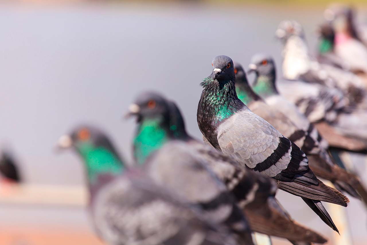 flocks of pigeons