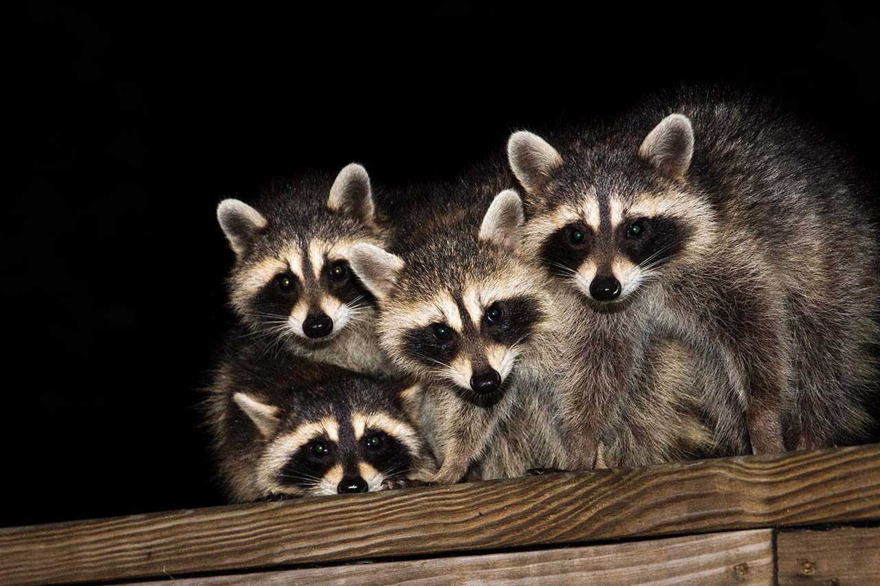 four baby raccoons in the dark