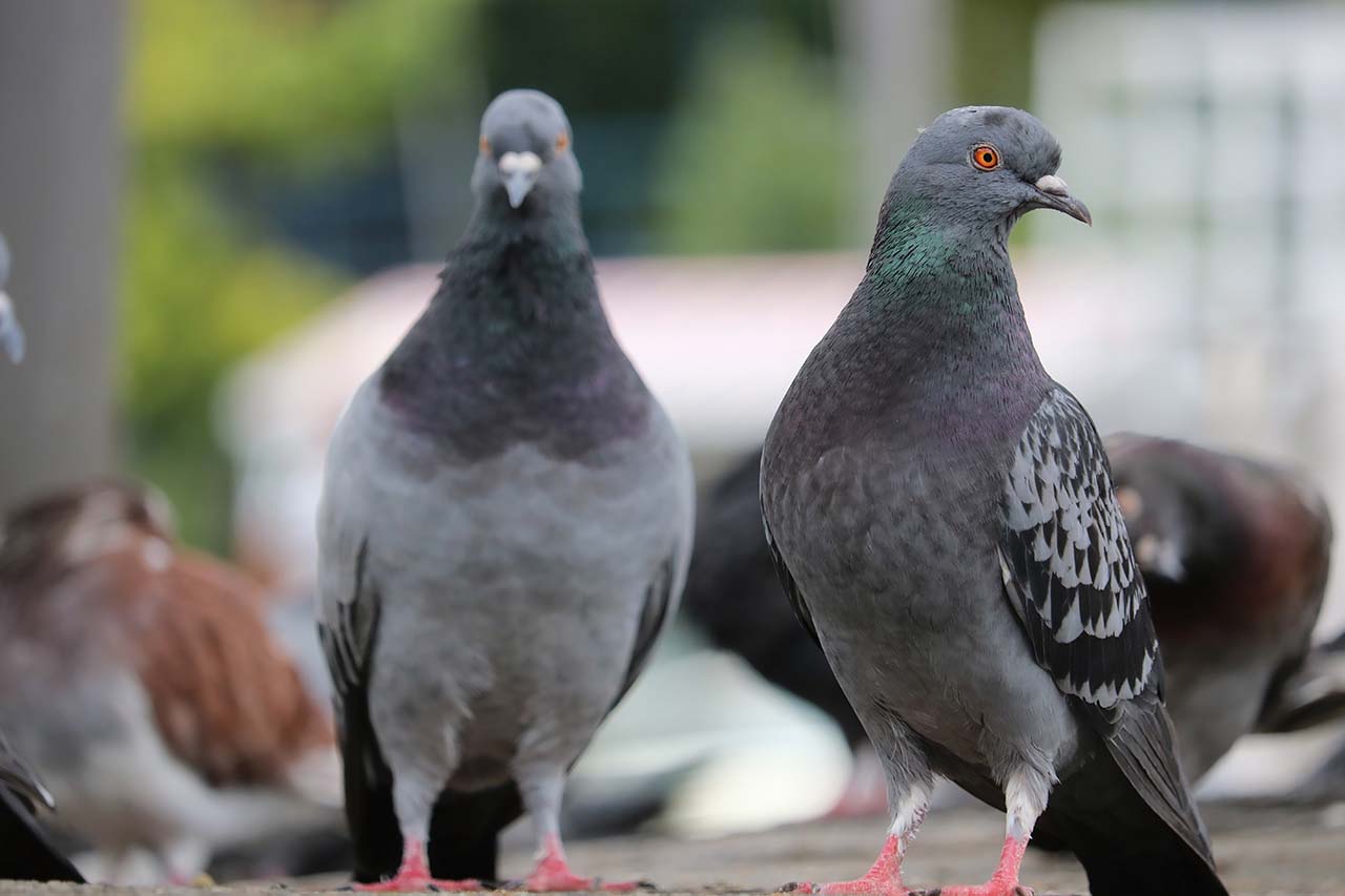 Keeping the Birds At Bay In Suffolk County