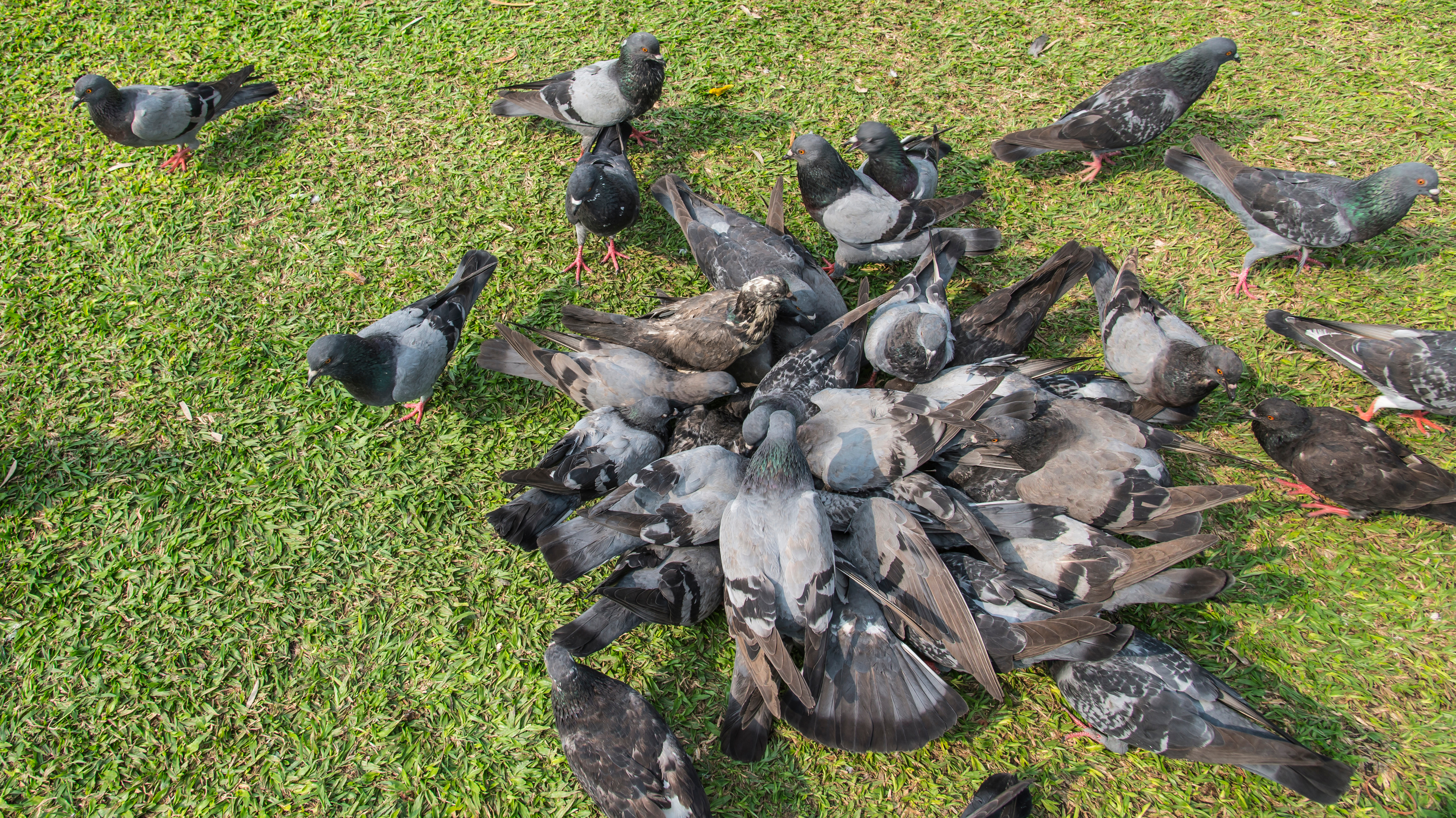 Are The Birds In New York City Causing You Problems?