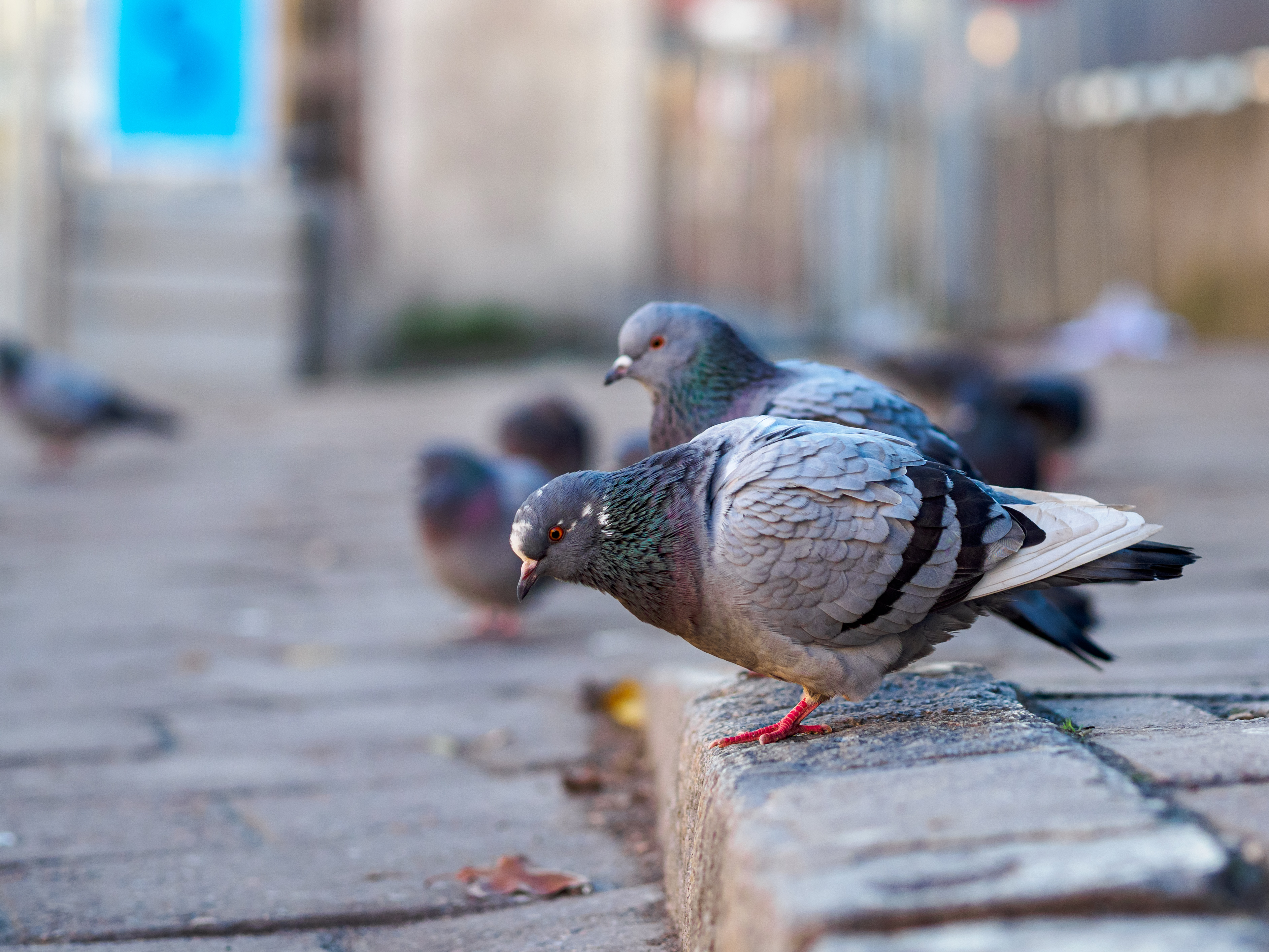 pigeons standing on a row on a cobblestone