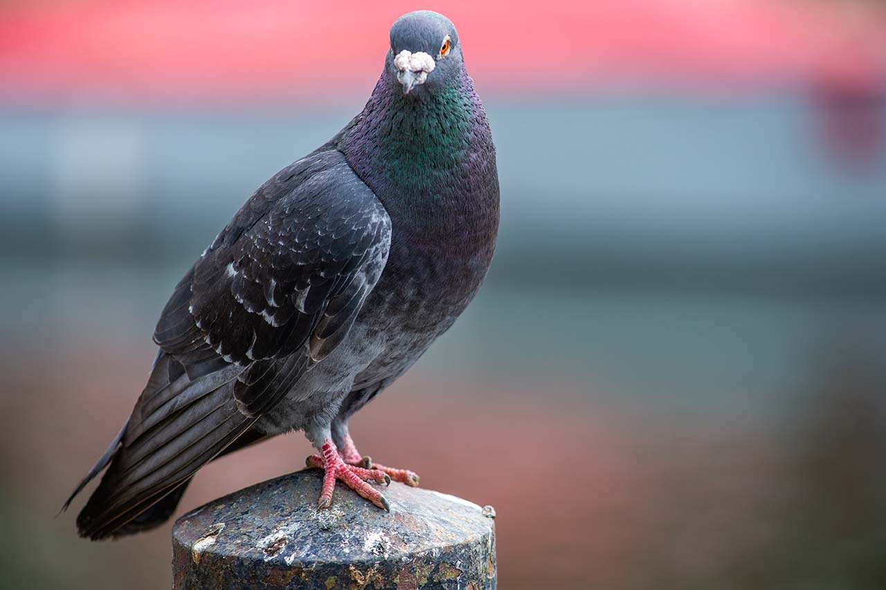 a portrait of a pigeon 