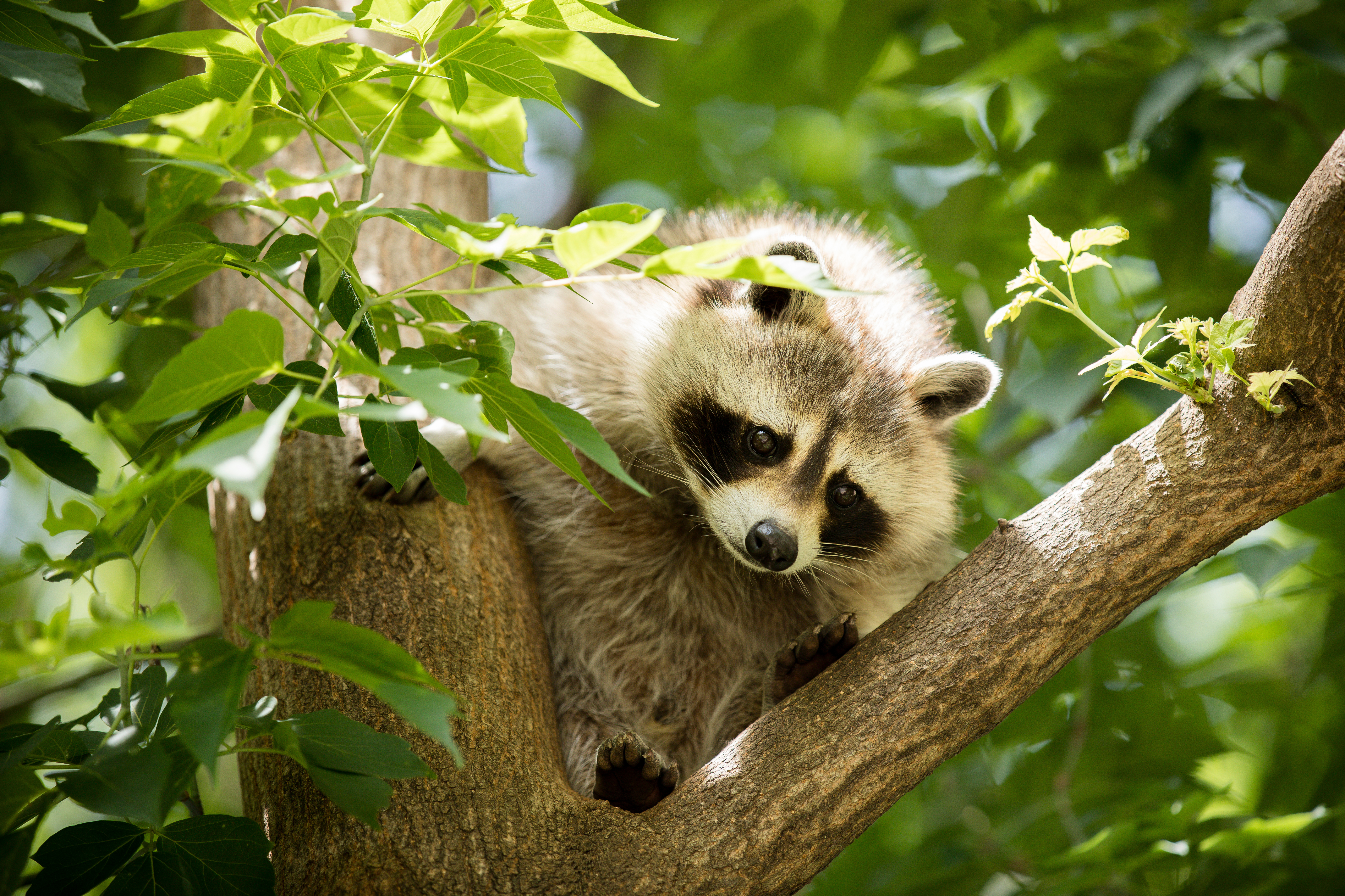 Are You Worried About The Wildlife Invading Your Brooklyn Property?