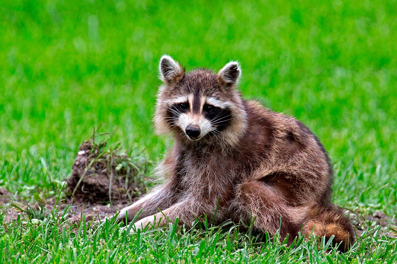 a raccoon sitting on the grass