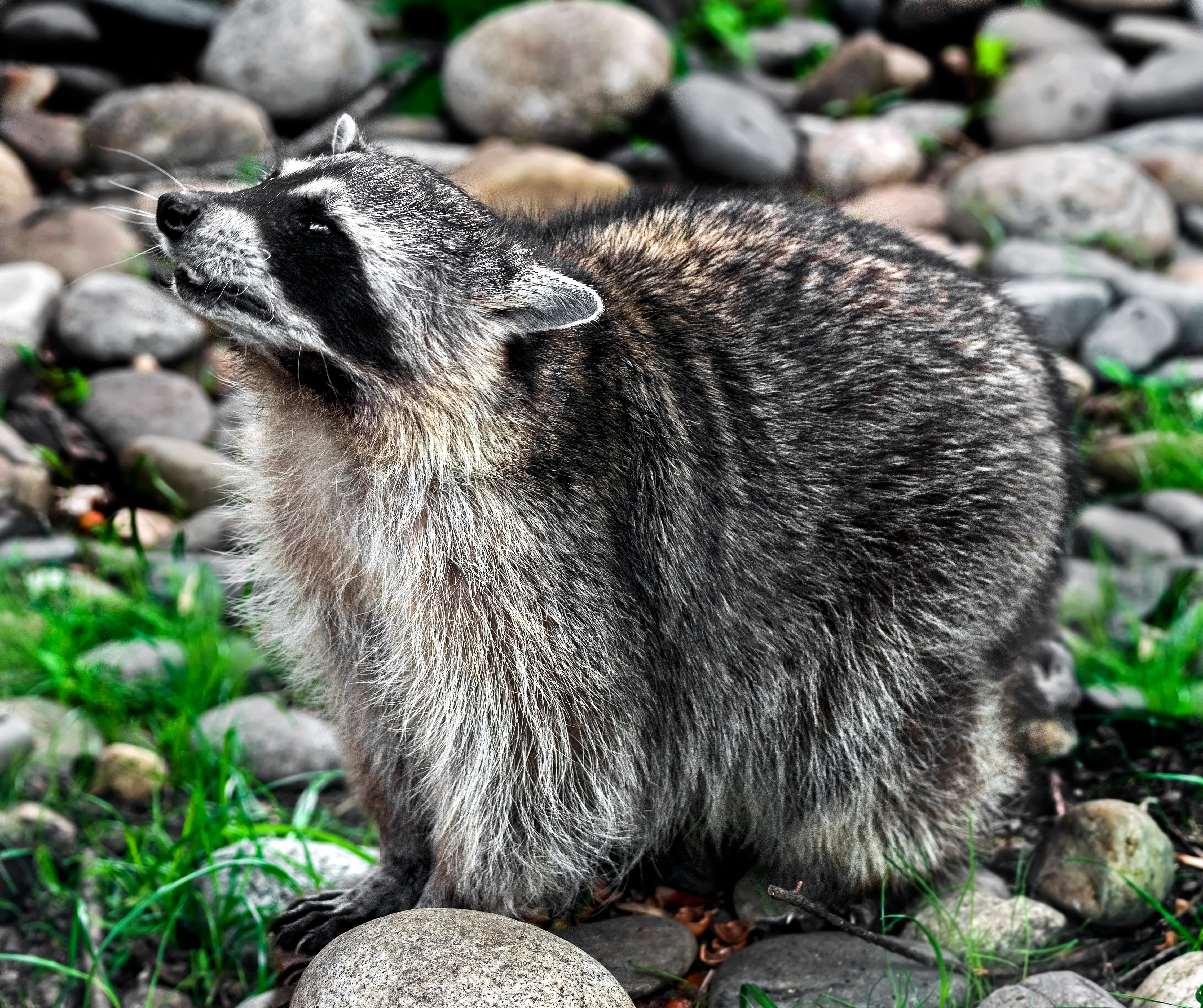 raccoon on the ground