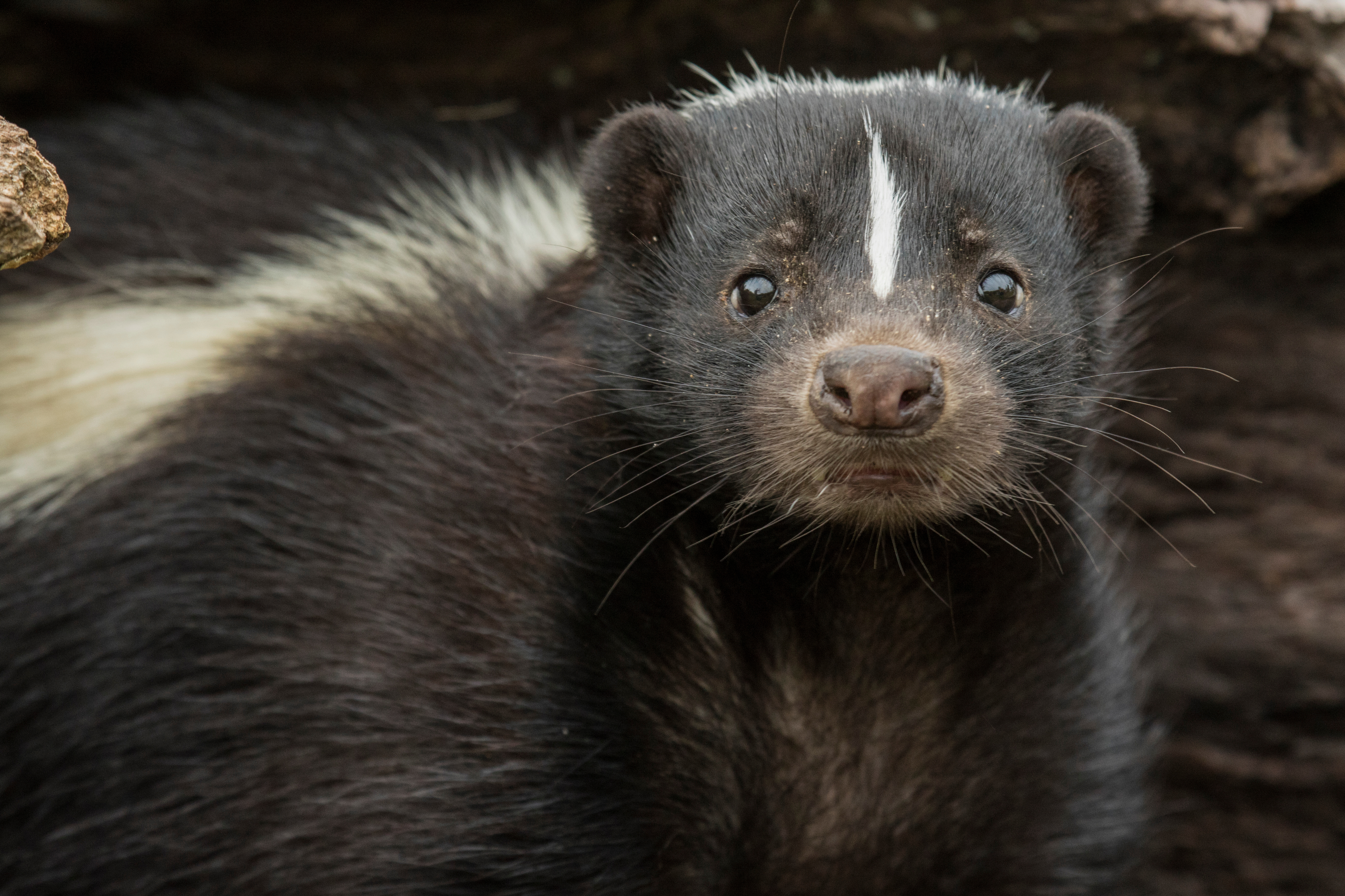 skunk looking at camera