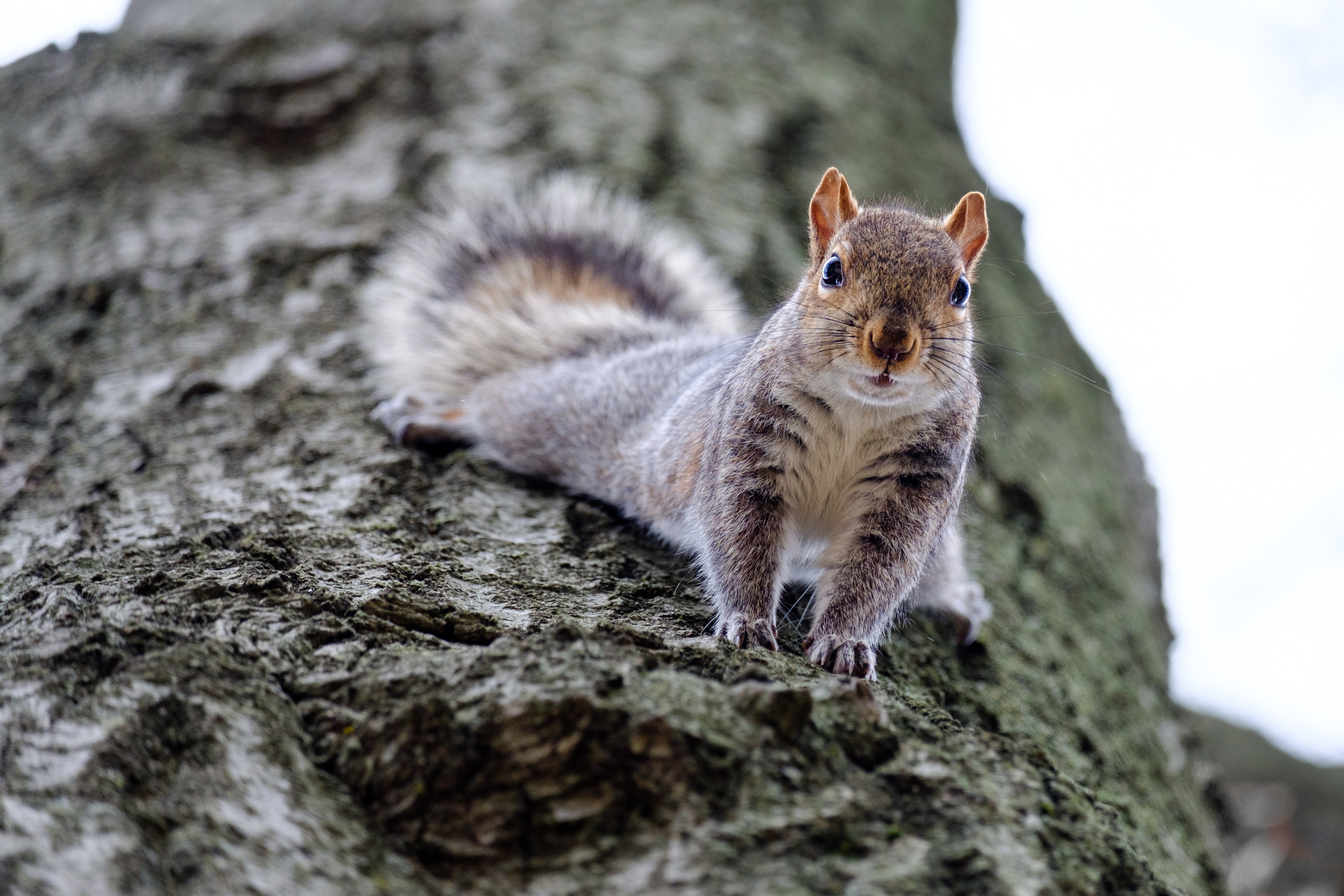 Gray squirrel looking down from a tree