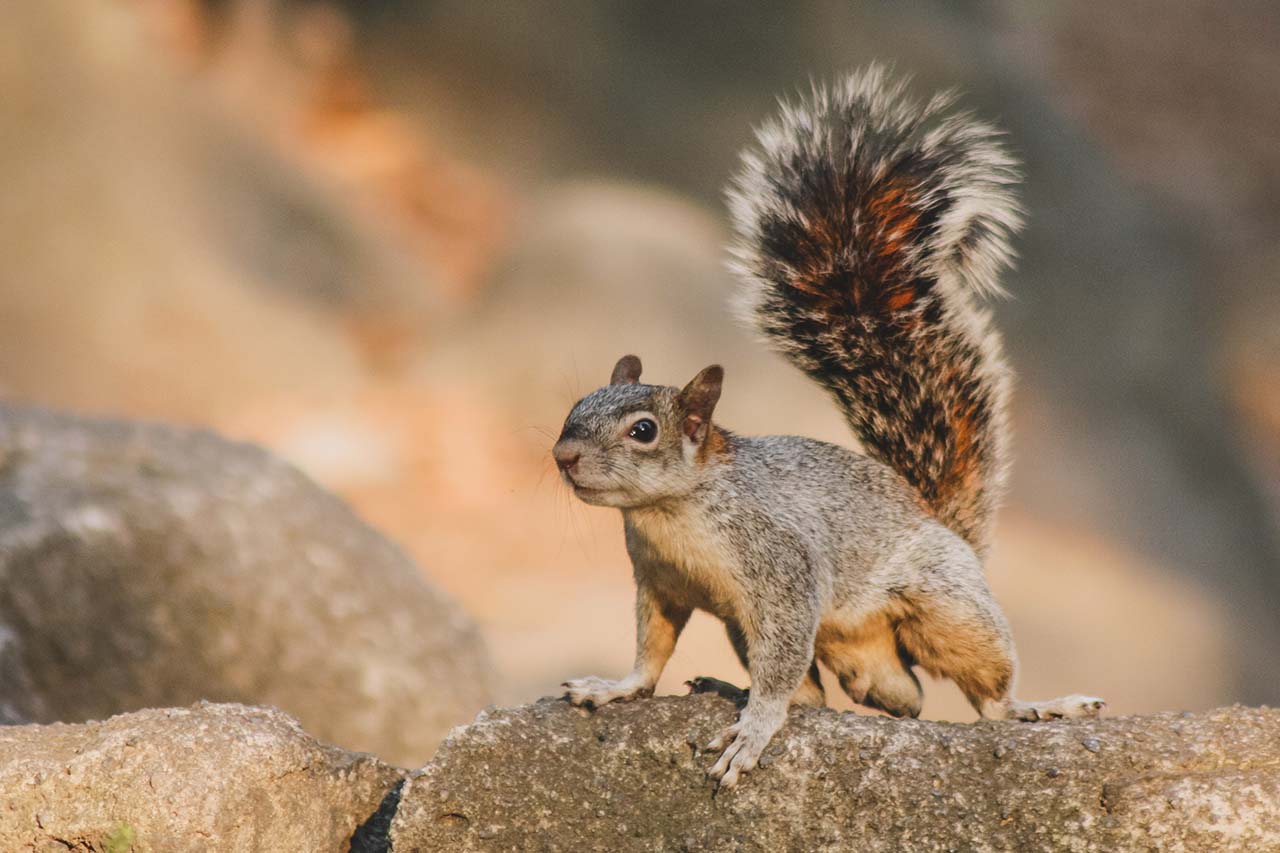 a squirrel on a rock