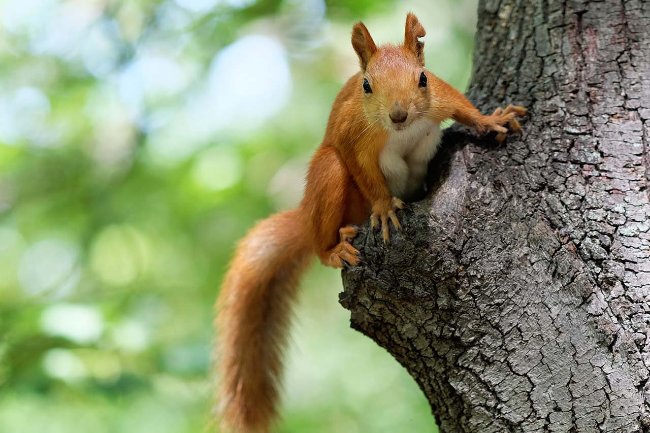 How Do I Get Rid Of Squirrels In My Westchester Attic?