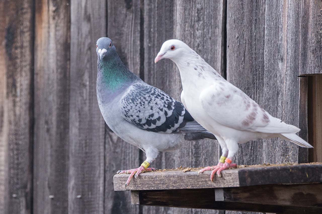 white and gray pigeons standing on a barn